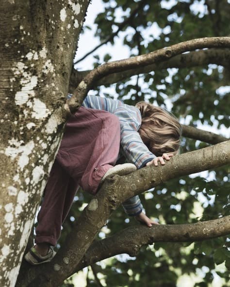 Kind klettert in einem Baum — natürliche Bewegung, wie sie die Bewegungsschule Natural Athletics trainiert